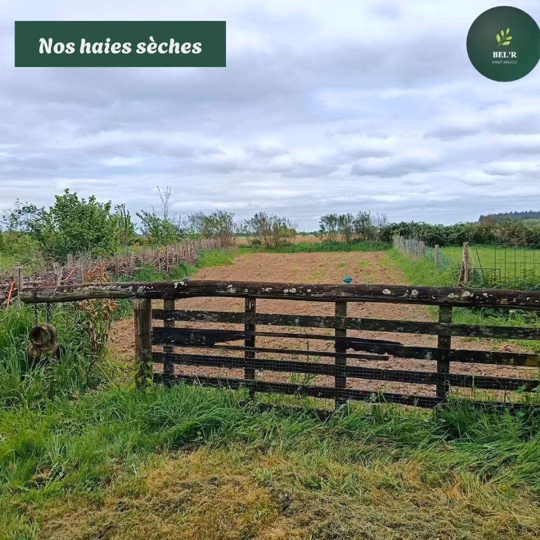 Une haie sèche (fascine) à Bel-Air, tressée à la main.